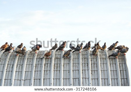 pigeons on the roof causing problems regarding bad smell, disease, and excrement