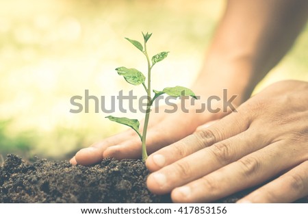 Hands growing and nurturing tree growing on fertile soil with green and yellow bokeh background / nurturing baby plant / protect nature