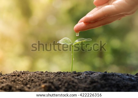 Hand watering a tree growing on fertile soil with green and yellow bokeh background / nurturing baby plant / protect nature