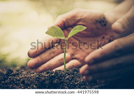 Hands of farmer growing and nurturing tree growing on fertile soil with green and yellow bokeh background / nurturing baby plant / protect nature