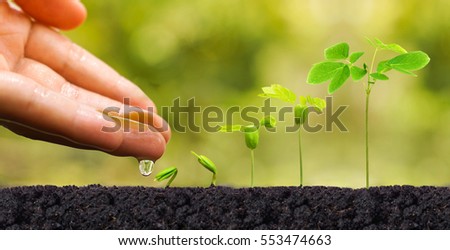 Agriculture. Plant seedling. Hand nurturing and watering young baby plants growing in germination sequence on fertile soil with natural green background