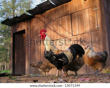 barn hens