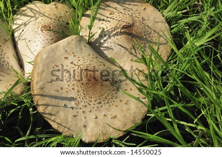 Mushrooms(fairy ring)