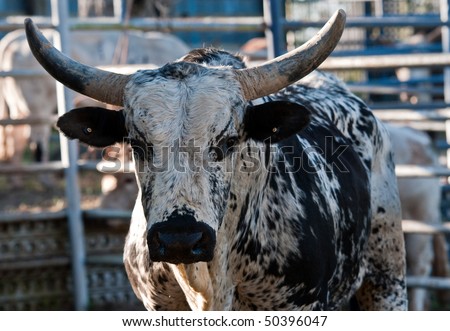 A Nice rodeo bull with large horns