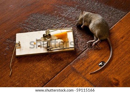 A Dead Mouse laying Beside a Mouse Trap