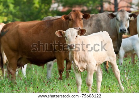 calf and cows