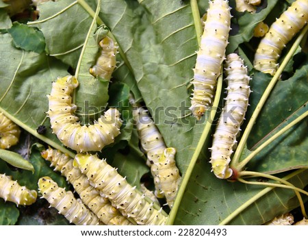 Silk Cocoons with Silk Worm on Green Mulberry Leaf