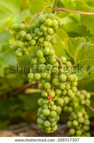 Not ready grapes that will become dark blue