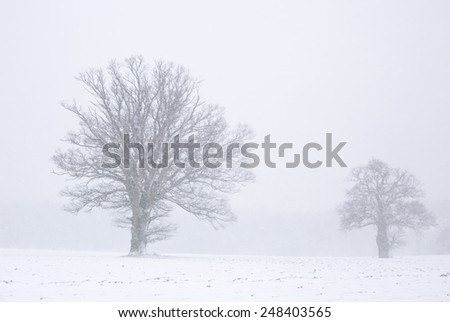 Winter landscape in snow storm