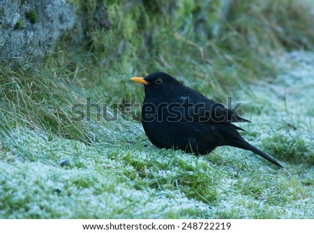 Common blackbird, male, black with yellow beak.