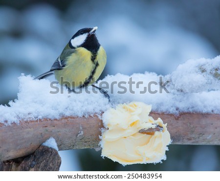A great tit sitting on a branch, and eat the butter, a cold winter day in February