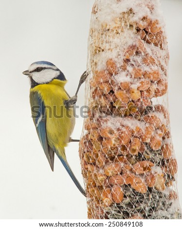 Blue Tit sitting on nut ball and eat nuts, a cold winter day in February