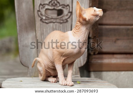 Sphynx cat, sitting on an old chair