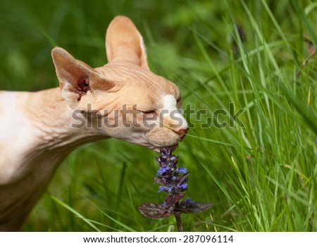 Sphynx cat, smelling the flowers outside in the grass