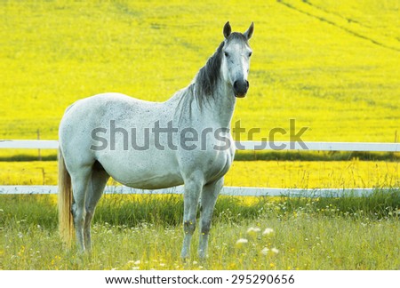 A stately white horse in the horse paddock, posing in front of the yellow rape fields.