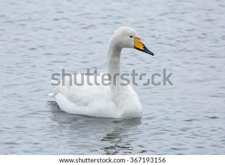 Whooper swan (Cygnus cygnus) swimming in a lake  a cold winter day in January.