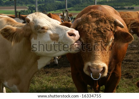 cow licking bull\'s face