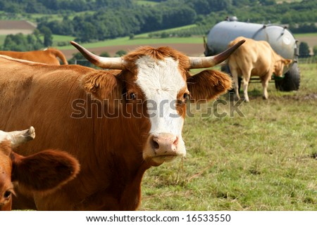 white and brown faced cow