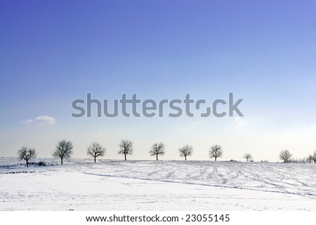 A row of trees in snowy surroundings  with a great blue sky
