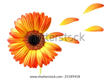 Gerber+daisies+clip+art