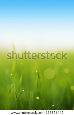 Water drops on blade of grass (Shallow Dof)