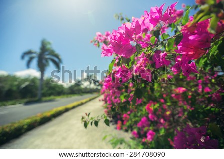 Beautiful alley in the park, caribbean resort with flowers and palms