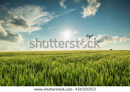 Flying drone above the wheat field