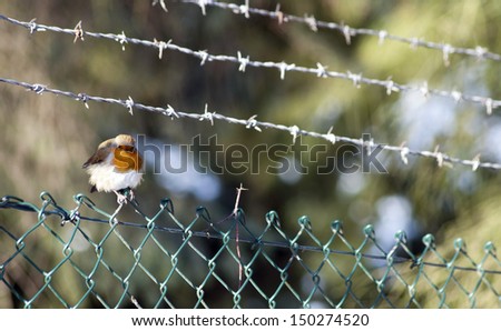 Robin sat on barb wire fence.