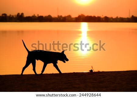 dog silhouette with sunset and lake