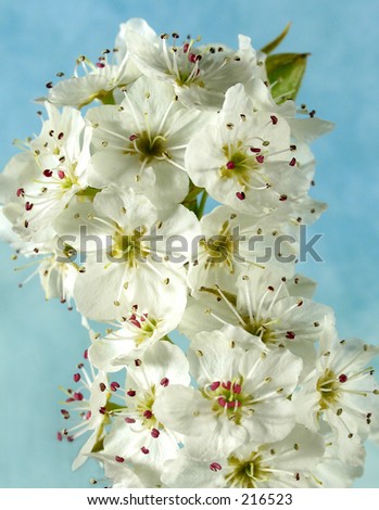 spring pear blossom clusters with blue background