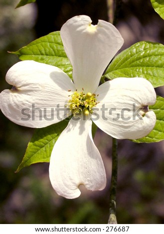 Dogwood+blossom