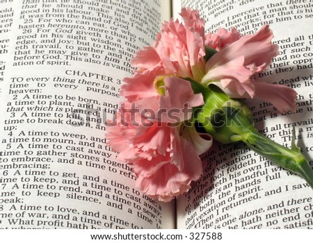 Bible Verse:  Ecclesiastes 3:To everything there is a season with pink carnation