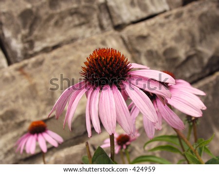 Purple cone flower/echinacea growing against a stone wall