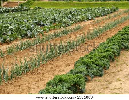 Vegetable rows growing in garden