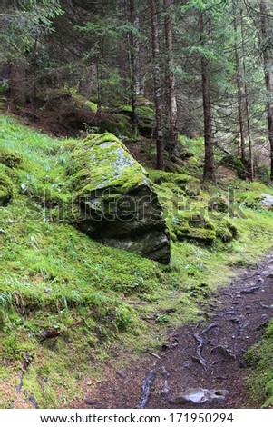 beautiful forest with moss and stones