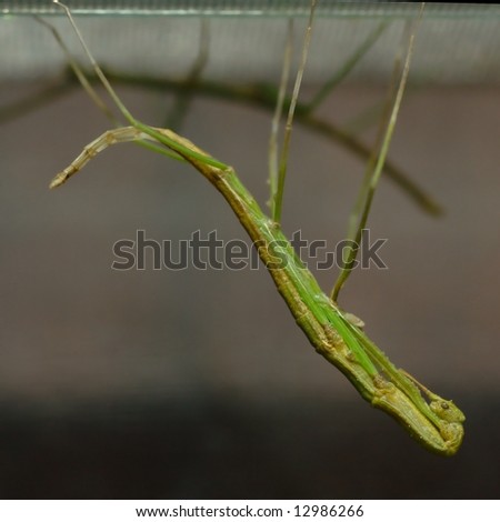 Stick insect in the moment of releasing from old envelop