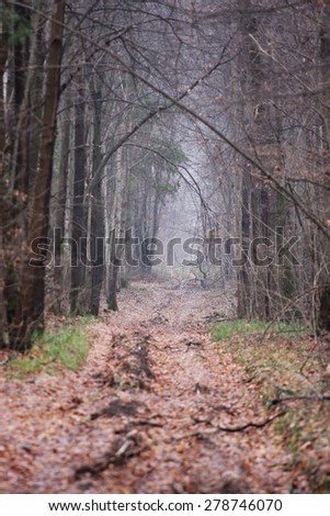 beautiful autumn forest in middle Russia with blurry first plane