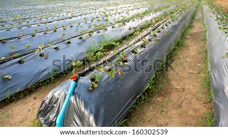 Organic strawberry plant growing at field