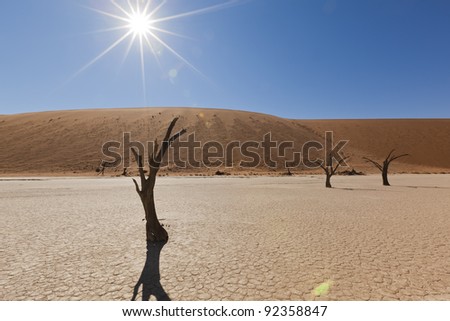dry trees in Namib desert