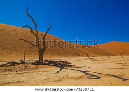 African Desert