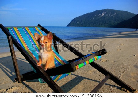 Chihuahua dog on the beach
