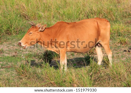 cow in Thailand