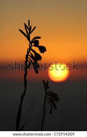 Silhouette of wild flowers with the African sun setting orange in the background.