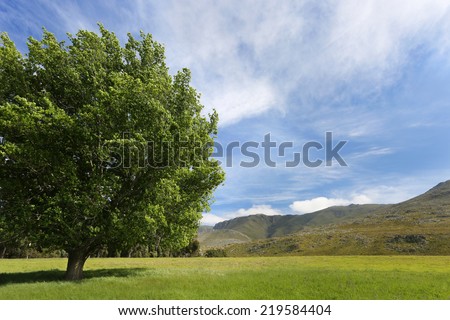 Big green tree in open field with negative space.