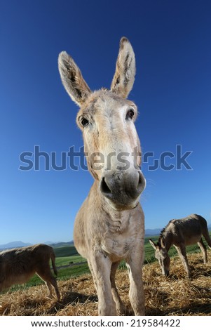 Donkey with big ears looking at camera in a funky portrait.