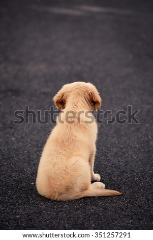 Alone Labrador dog puppy sitting on a black tarmac road.