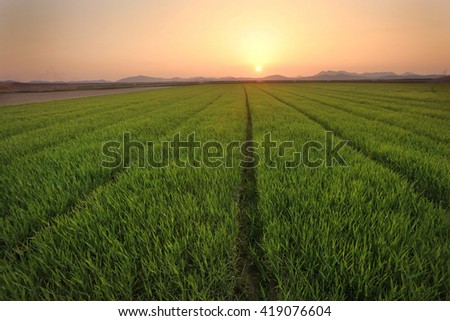 A big green rice field with green rice plants in rows as the sun sets over another day in Asia.