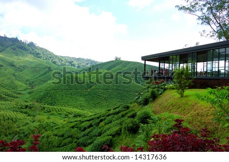 A tea plantation farm in Cameron Highlands, Malaysia
