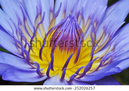 Purple Lotus in Thailand