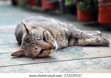 Laze Cat , bored cat in Nature